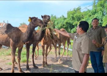 Unta Jadi Hewan Kurban Favorit Baru, Peternak Mojokerto Kebanjiran Pembeli dari Berbagai Daerah