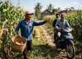 Asik Panen Jagung, Petani di Jombang Kehilangan Motor Legenda, Tiga Pelaku Dibekuk Polisi