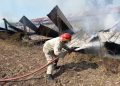 Berawal dari Bakar Sarang Tawon, Sebuah Kandang di Jogoroto Jombang Justru Terbakar, 2 Kambing Tewas Terpanggang
