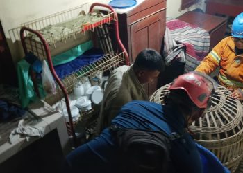 Heboh, Monyet Lepas dari Kandang Serang Dua Warga di Jombang, Petugas Sempat Kesulitan Evakuasi